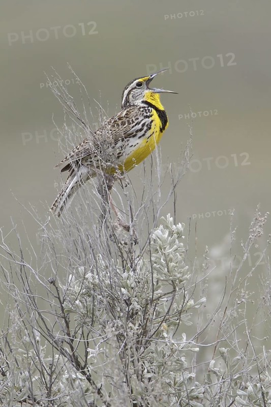 Western Meadowlark (Sturnella neglecta) singing, British Columbia, Canada