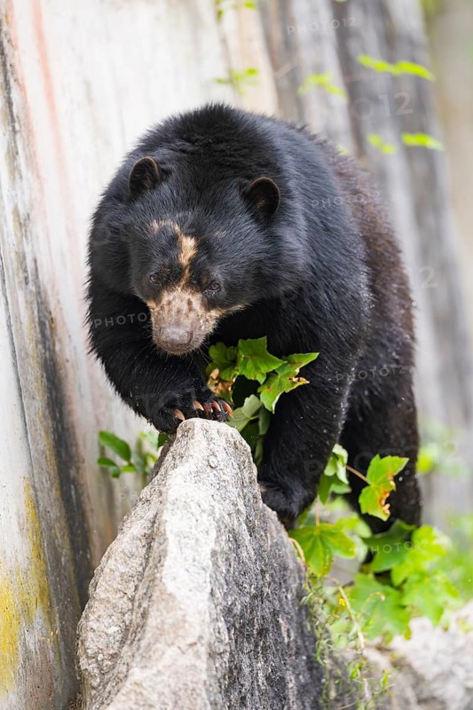 American black bear (Ursus americanus), walking on a rock, captive, Bavaria, Germany