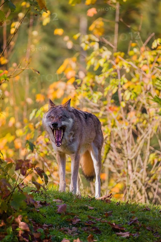 A eurasian gray wolf (Canis lupus lupus) stands on a meadow on a hill with a colourful foliage in the background
