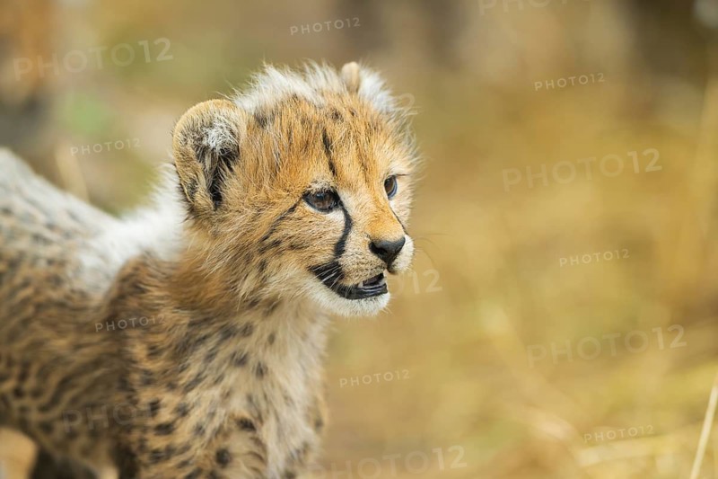 Cheetah (Acinonyx jubatus) youngster, portrait, captive, occurrence Africa