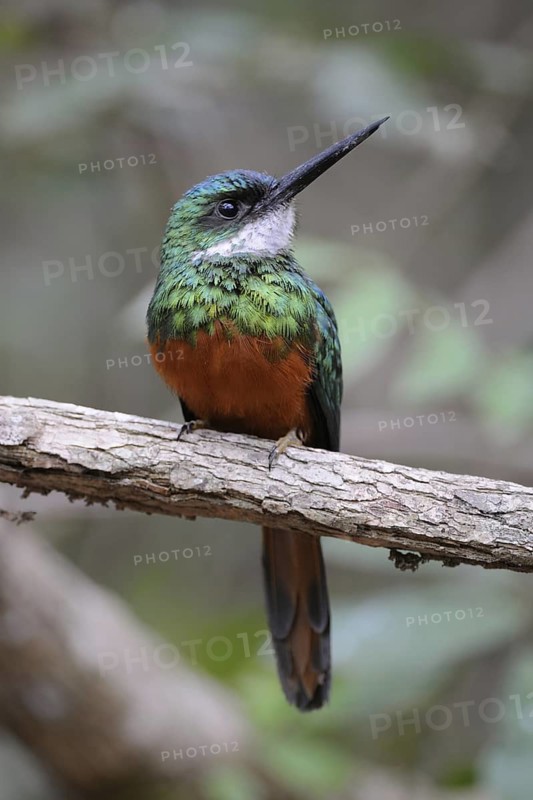 Rufous-tailed Jacamar (Galbula ruficauda) male, Pantanal, Brazil