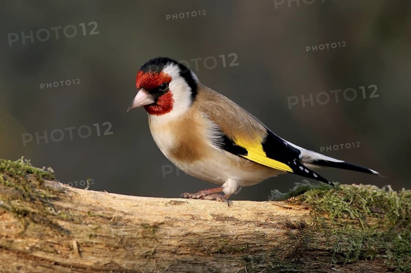 European Goldfinch (Carduelis carduelis), Baden-Wuerttemberg, Germany