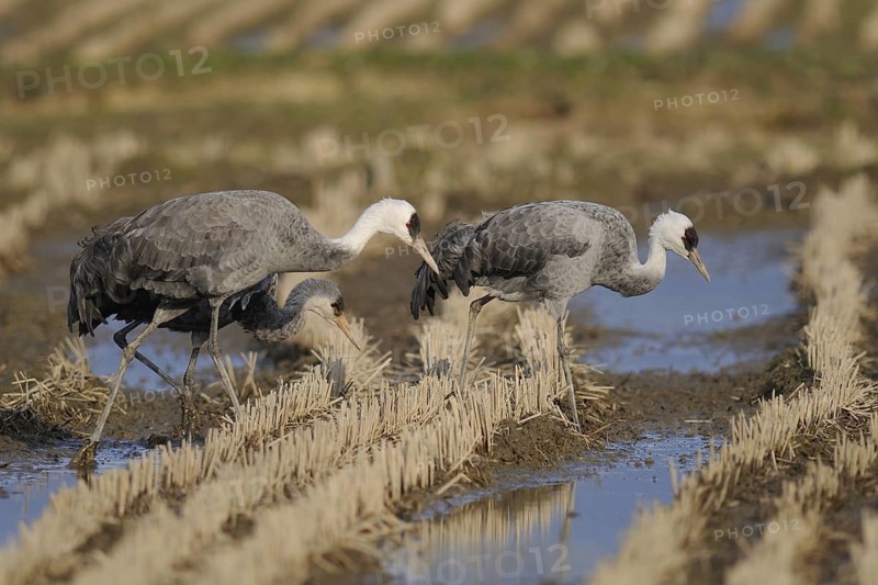 Hooded Crane (Grus monacha) juvenile, Arasaki, Japan