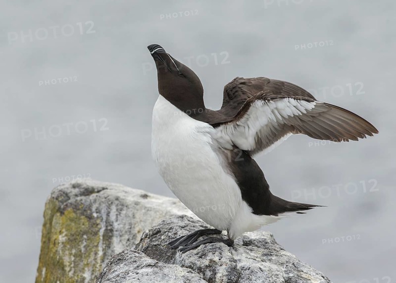 Razorbill (Alca torda islandica) flapping wings, Scotland, United Kingdom