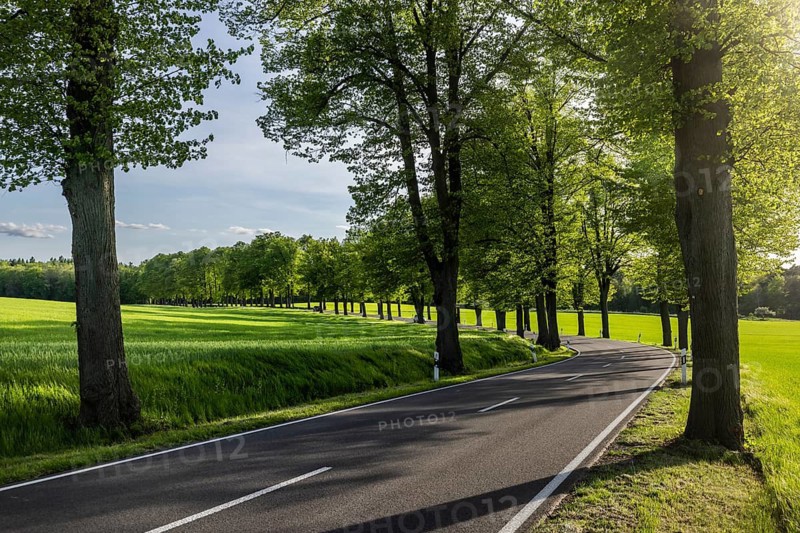 Alleebäume an der Bundesstraße 109, Gerswalde, Brandenburg, Germany