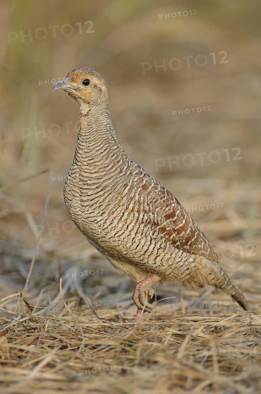 Grey Francolin (Francolinus pondicerianus), India