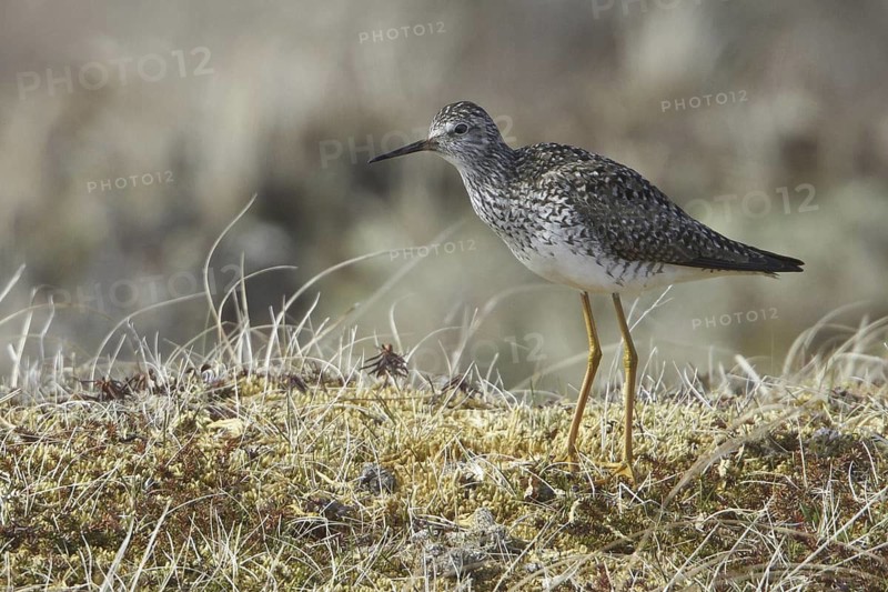 Lesser Yellowlegs (Tringa flavipes), Manitoba, Canada