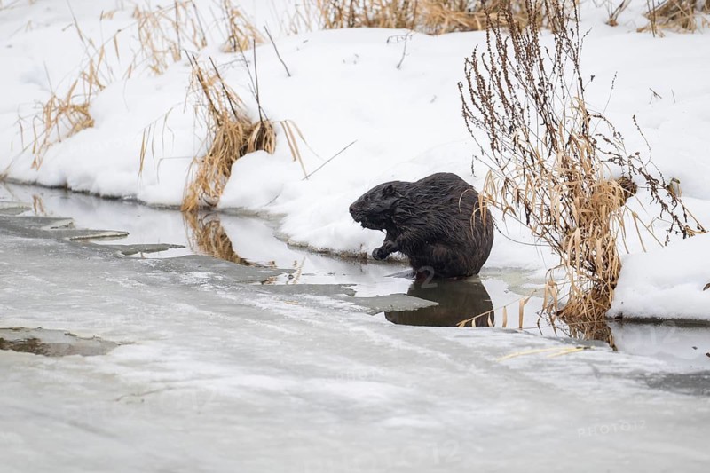 European beaver (Casor fibre), beaver on the river bank in winter, Tyrol, Austria