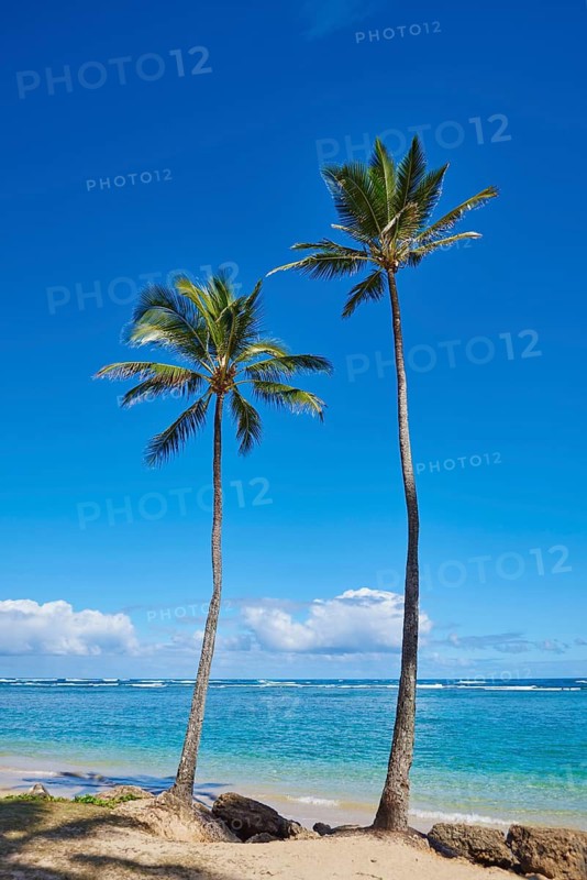 Landscape of palms on a tropical Beach on Oahu, Hawaiian Island Oahu, O?ahu, Hawaii, Aloha State, United States
