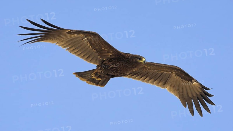 Greater Spotted Eagle (Clanga clanga) flying, Oman