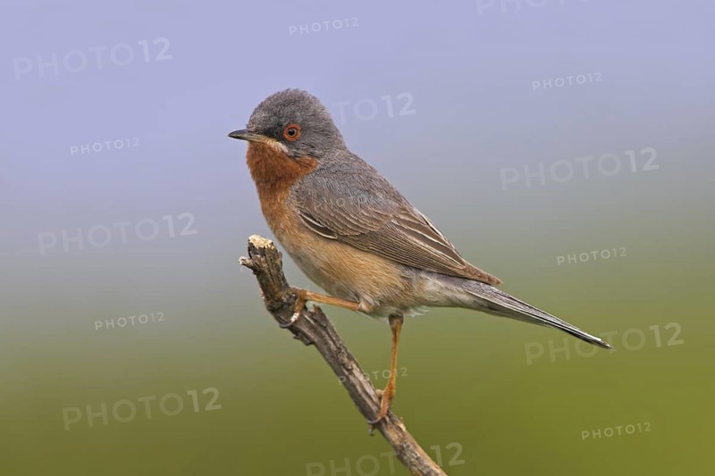 Subalpine Warbler (Sylvia cantillans), Lesvos, Greece