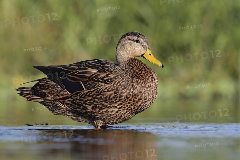 Mottled Duck (Anas fulvigula), Florida, USA