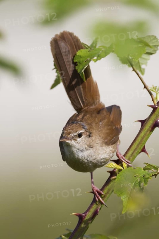Cetti's Warbler (Cettia cetti), Cyprus
