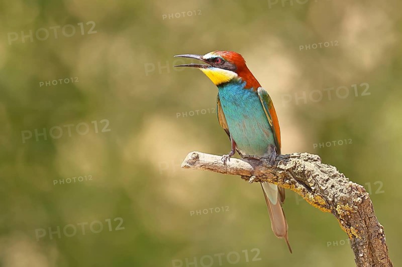European bee-eater (Merops apiaster) sitting on a branch covered with green lichen, Lake Neusiedl, Burgenland, Austria