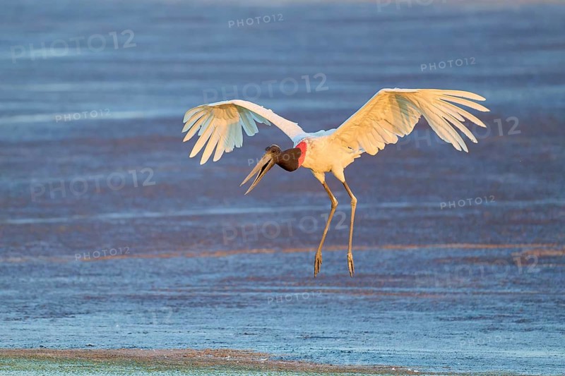 A large bird hovers over the water with outstretched wings, Jabiru (Jabiru mycteria), Pantanal, Mato Grosso, Brazil