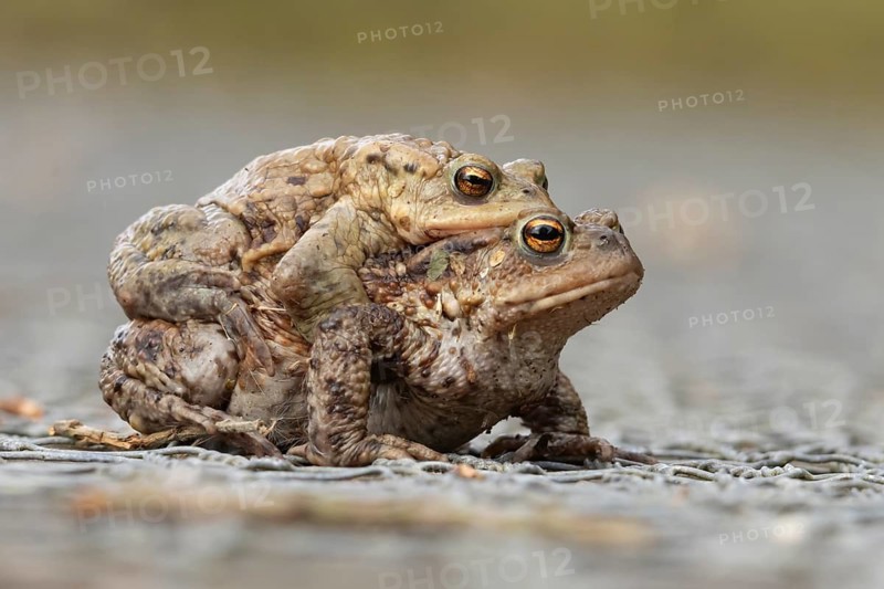 Common toad (Bufo bufo) two adult amphibians having sex mating on a path in spring, England, United Kingdom