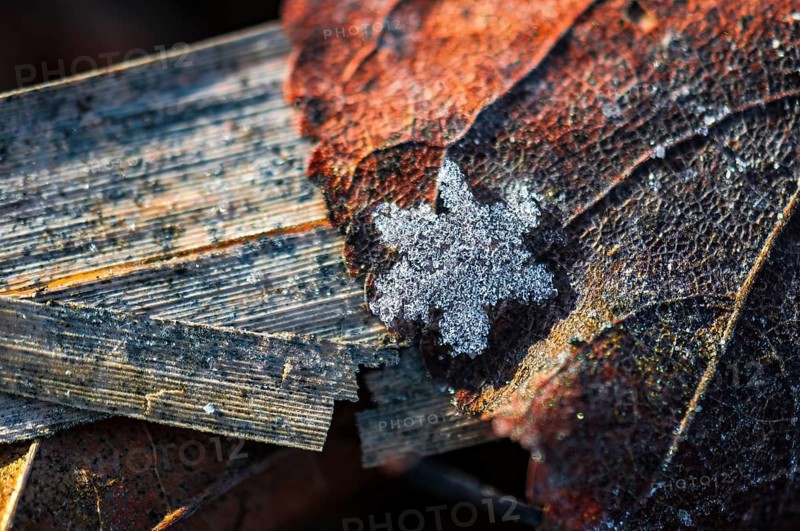 Star-shaped ice crystals on leaf, Mönchbruch Nature Reserve, Rüsselsheim am Main, Hesse, Germany