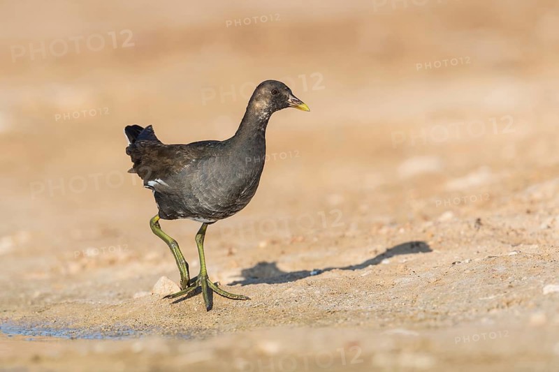 Common Moorhen (Gallinula chloropus) juvenile foraging, Eilat, Israel