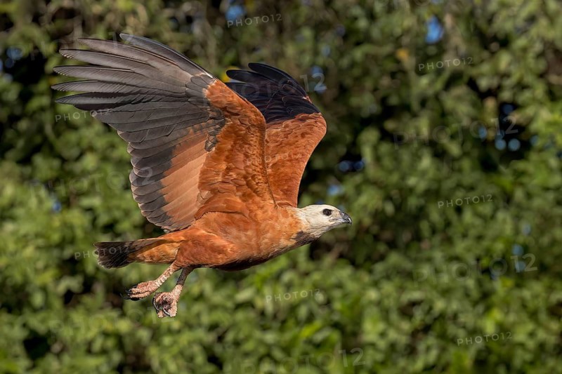 Black-collared Hawk (Busarellus nigricollis) flying in the Pantanal of Brazil