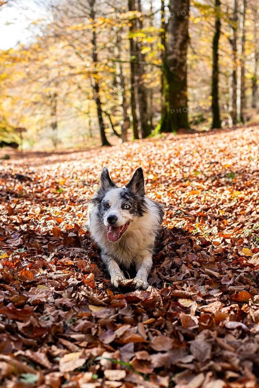 A playful dog sits amid a vibrant forest floor blanketed in golden autumn leaves Sunlight filters through the trees, capturing the essence of a serene fall morning