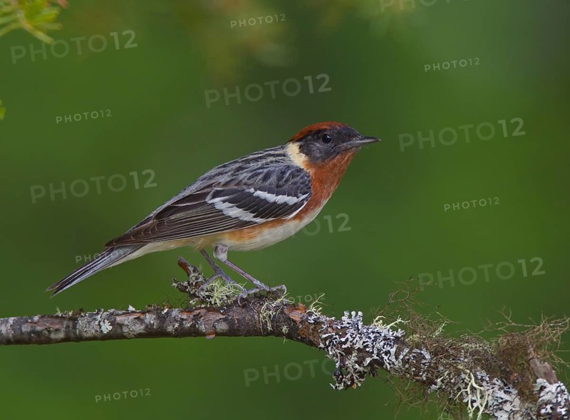 Bay-breasted Warbler (Setophaga castanea) male, Ontario, Canada