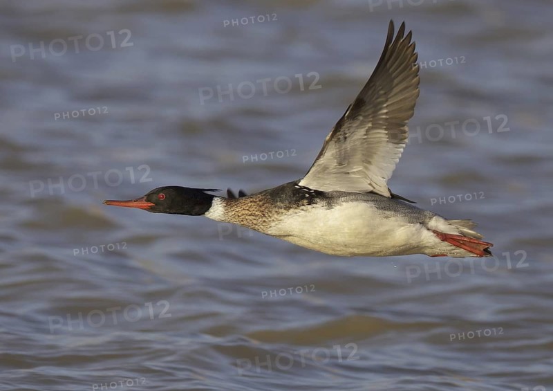 Red-breasted Merganser (Mergus serrator) male flying, Ohio, USA