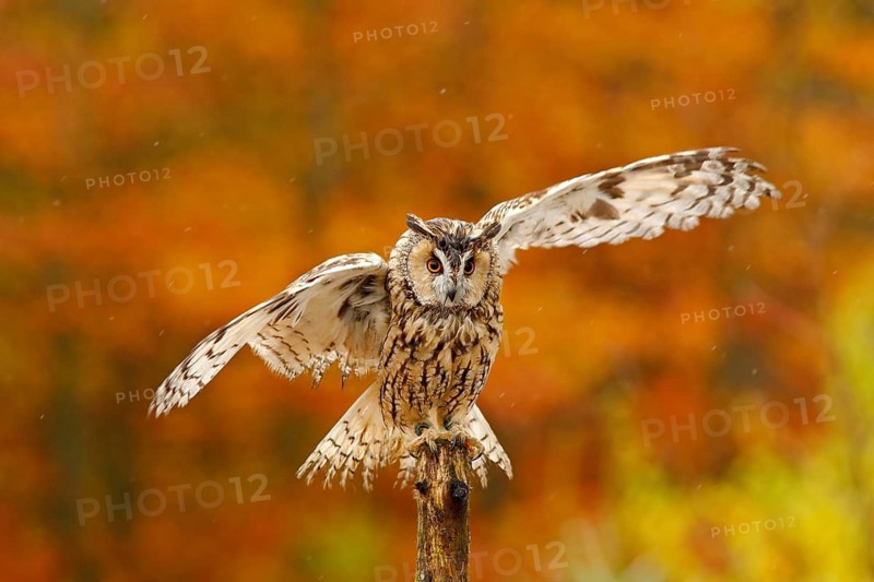 Fall orange forest with wild owl. Cute bird in the nature. Owl with open wings. Owl in orange autumn leaves forest. Long-eared Owl with orange oak leaves during autumn. Bird in the nature habitat
