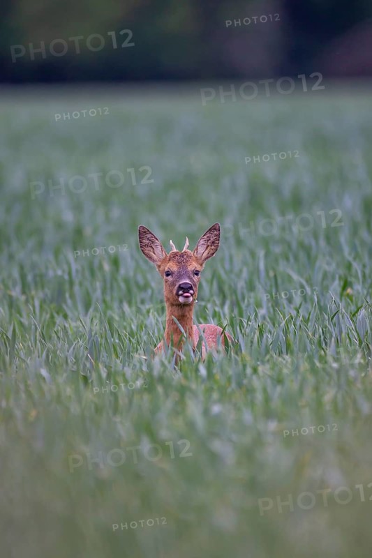 Roe deer (Capreolus capreolus) adult male buck in a farmland cereal field, Suffolk, England, United Kingdom