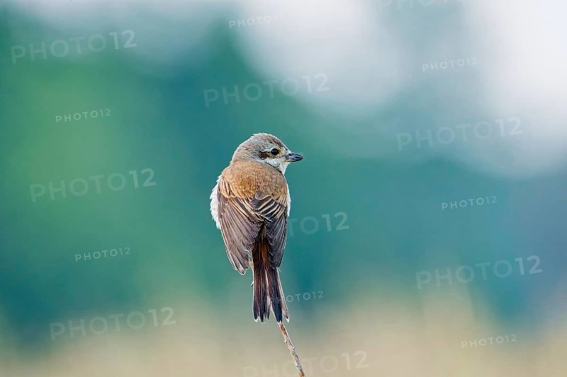 Female red-backed shrike (Lanius collurio) perched on a thin twig, looking back against soft natural background, Poland