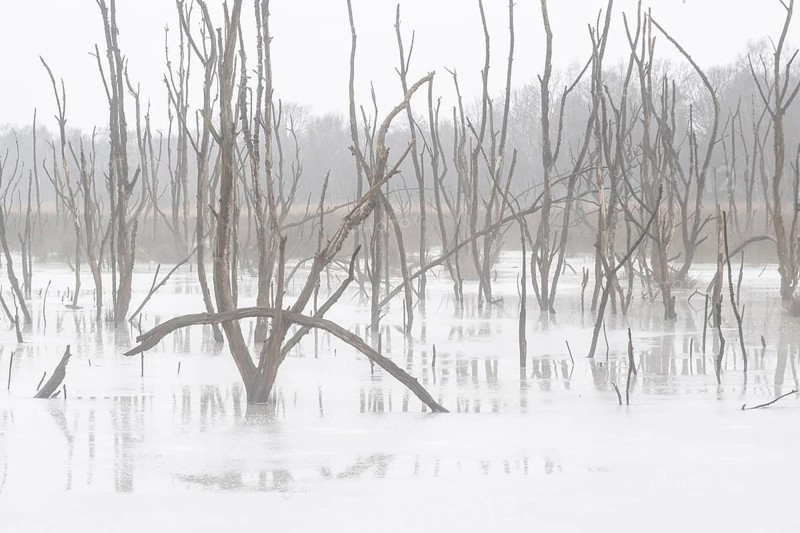Moorland in fog, Emsland, Lower Saxony, Germany