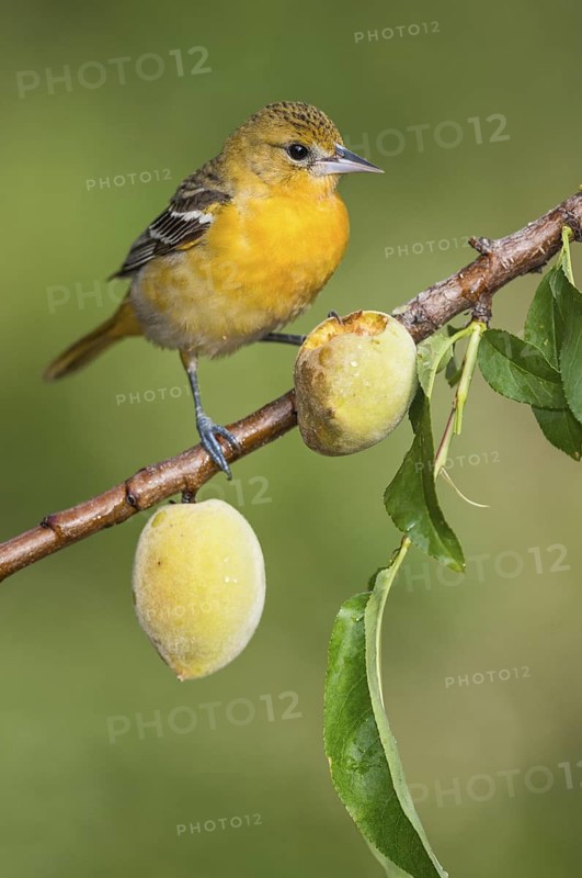 Baltimore Oriole (Icterus galbula) female perched on a branch, Texas, USA