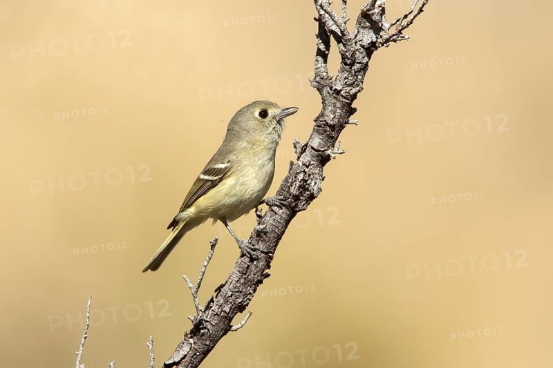 Hutton's Vireo Vireo huttoni Santa Catalina Mountains, Pima County, Arizona, United States 18 March Adult Vireonidae