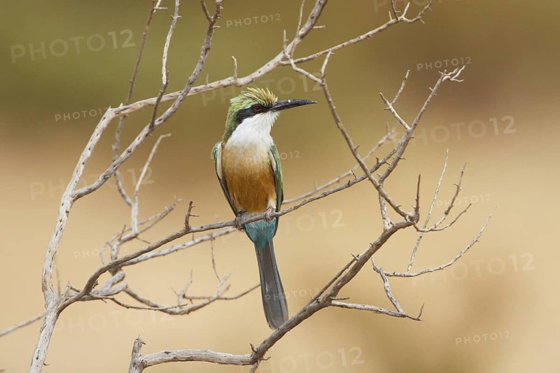 Somali Bee-eater (Merops revoilii), Samburu, Kenya