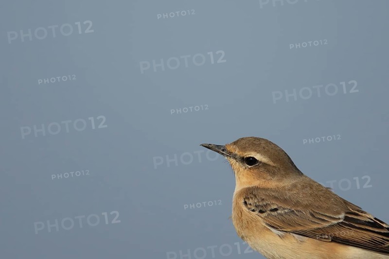 Northern wheatear (Oenanthe oenanthe) adult female bird head portrait, RSPB Frampton marsh nature reserve, Lincolnshire, England, United Kingdom