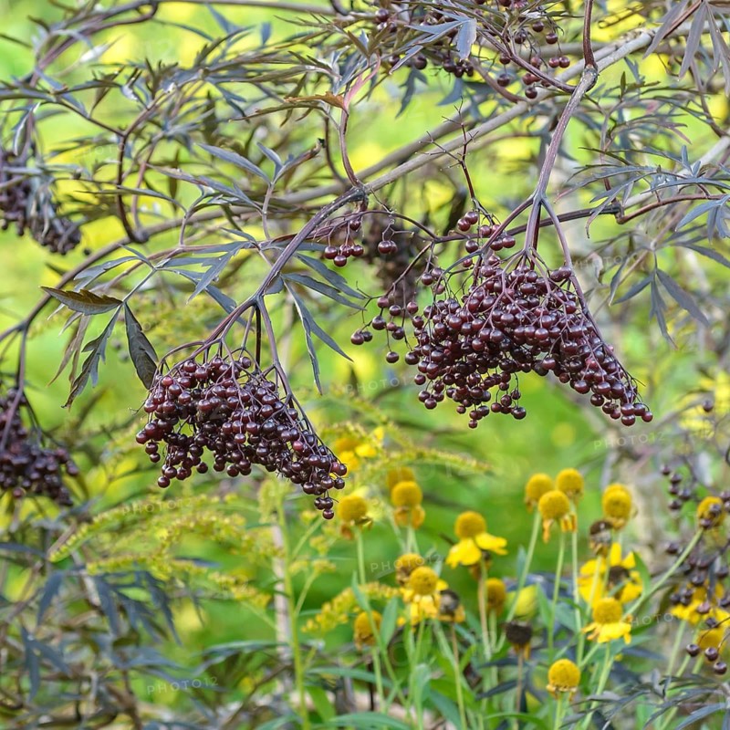 Sambucus nigra BLACK LACE, Rombergpark Botanical Garden, Germany