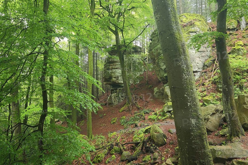 Devil's Gorge, rock formations in the forest, nature photography, Irrel, Südeifel, Eifel, Rhineland-Palatinate, Germany