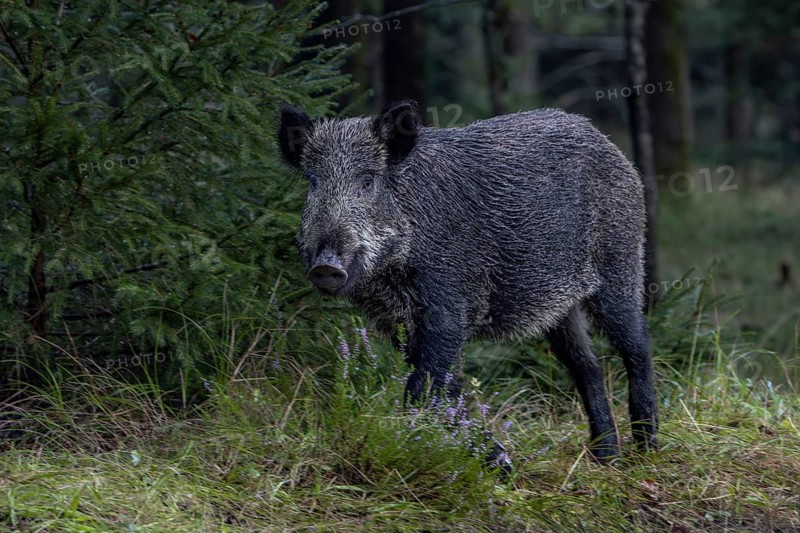 The wild boar (Sus scrofa) does not like the situation and immediately retreats into the forest, mast year, acorn mast, defensive, September, Denmark