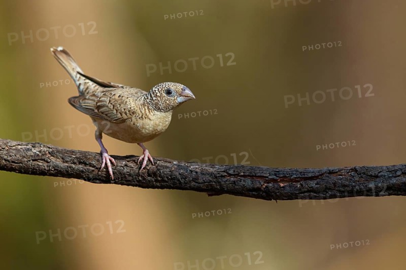 Cut-throat finch (Amadina fasciata), pair, perching station, Road N4 to Kaolack, Firgui, South Bank, Senegal