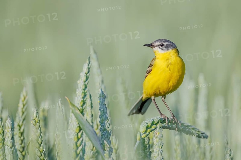 Schafstelze, Motacilla flava Blue-headed Wagtail, Motacilla flava