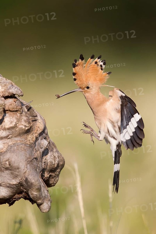 Eurasian Hoopoe (Upupa epops) brings food to the nesting cave, Serbia