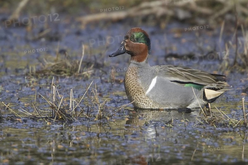 Green-winged Teal (Anas carolinensis) male, British Columbia, Canada
