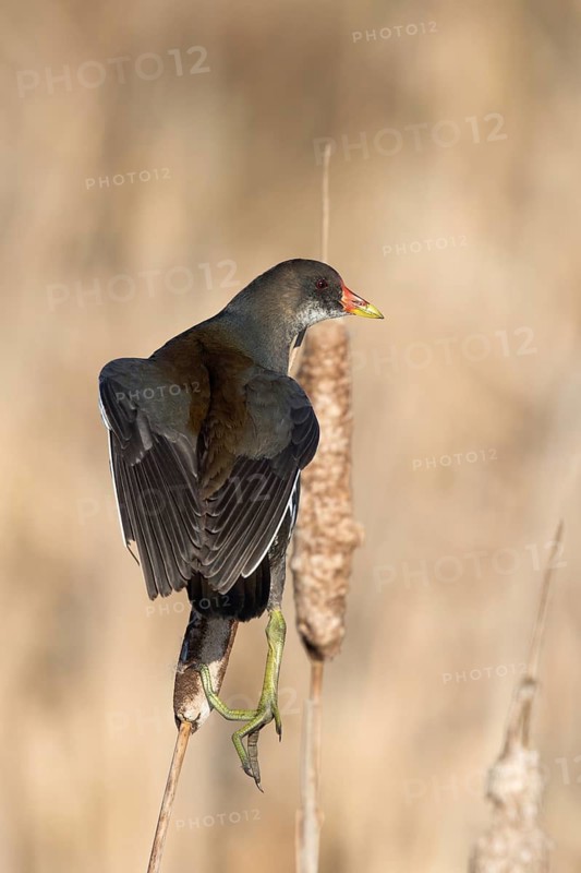Waterhoen jomg klimt bovenop een grote Lisdodde, Moorhen juvenile climbing on top of common cattail