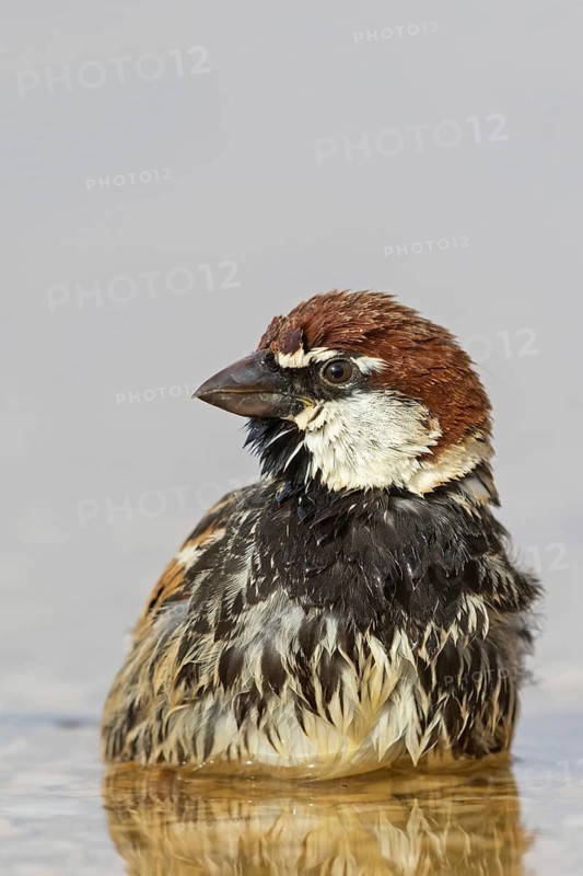 Weidensperling, Spanish Sparrow, Passer hispaniolensis, Moineau espagnol, Gorrión Moruno