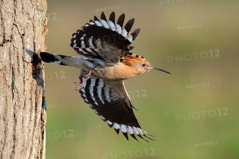 Hoopoe in flight (Upupa epops), Faßberg, Lower Saxony, Germany