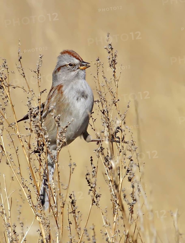 American Tree Sparrow (Spizelloides arborea), Saskatchewan, Canada