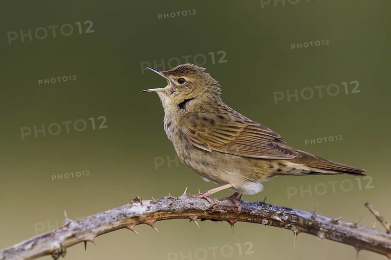 Common Grasshopper Warbler (Locustella naevia) singing, Cheshire, United Kingdom