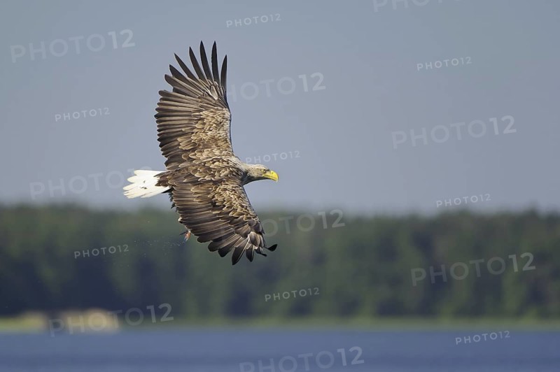 White-tailed Eagle (Haliaeetus albicilla) flying, Lower Saxony, Germany