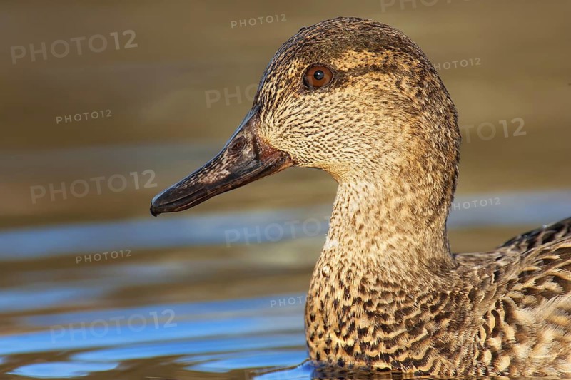 Green-winged Teal (Anas carolinensis) female, British Columbia, Canada