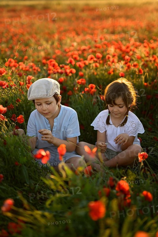 A boy and girl, siblings, sit amidst a lush field of Papaver rhoeas, commonly known as red poppies or common poppies. They are captured in the soft glow of sunset, gently handling and examining the delicate flowers. This peaceful scene combines the innocence of childhood with the beauty of nature