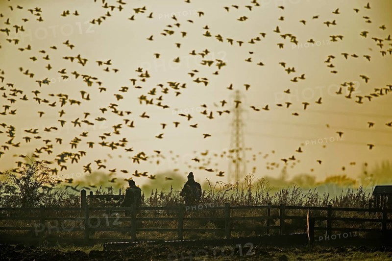 Wigeon duck (Anas penelope) adult birds in flight at sunset, RSPB Frampton marsh nature reserve, Lincolnshire, England, United Kingdom